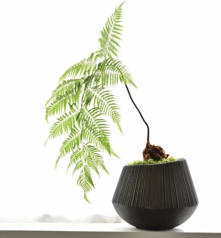 Amazon.co.jp: 観葉植物鉢 サボテン鉢 底穴ある 22*22CM 大きい