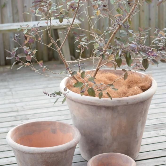 テラコッタ植木鉢 穴有り - 植物/観葉植物