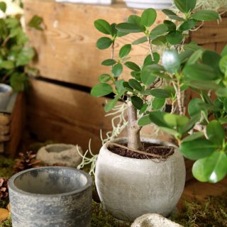 おしゃれな植木鉢とプランターの通販専門店 aarde（アールデ）