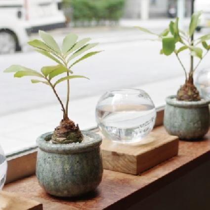植木鉢 おしゃれ 陶器鉢 パシフィックブルーポット 11cm 4号 穴なし ツヤあり 緑 青 鉢カバー プランター 釉薬 貫入 ヒビ 鉢
