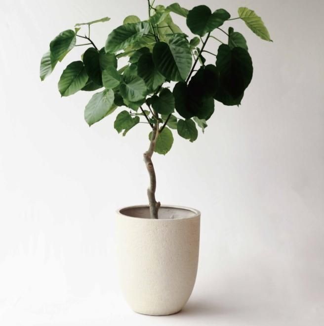 美品✨グリーンポット 植木鉢 ビアス アルトエッグ　43cm アイボリー 楽天市場】植木鉢 おしゃれ 大型 ビアス アルトエッグ 43cm