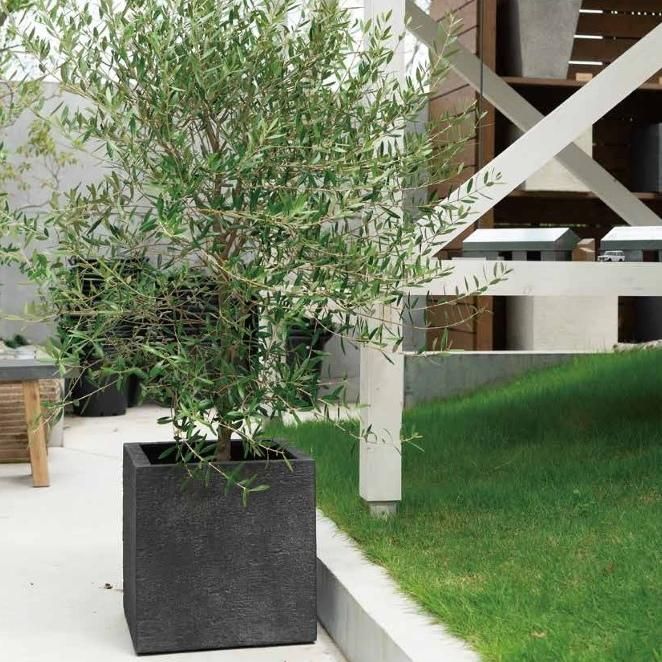 植木鉢 おしゃれ 軽い リガンデキューブM＜ 50cm 17号 ポリストーン