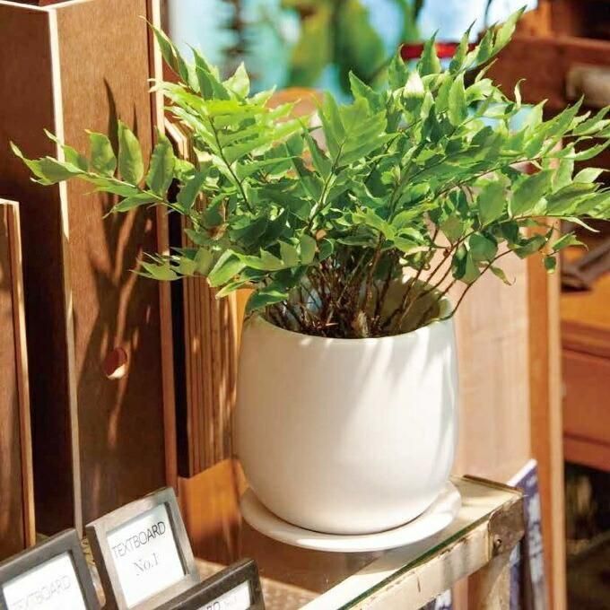 植木鉢 おしゃれ 陶器鉢 オストボールM 17cm 4号 受け皿あり 白 鉢