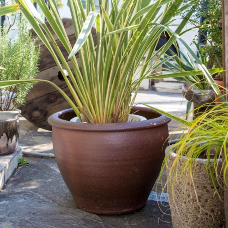 植木鉢 おしゃれ 大型 陶器鉢 タイ真焼カメ M 50cm 16号 底穴 植木鉢 おしゃれ 大型 陶器鉢 タイ真焼カメ M 50cm 16号 底穴