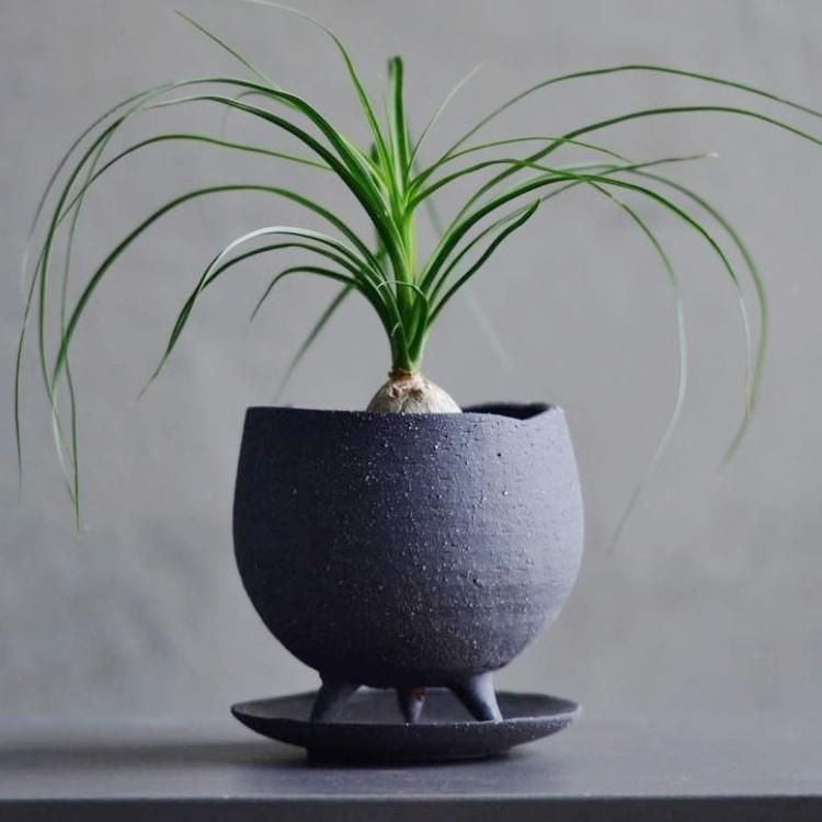 植木鉢 おしゃれ 陶器鉢 イオニアボウル足付L 12cm 4号 白