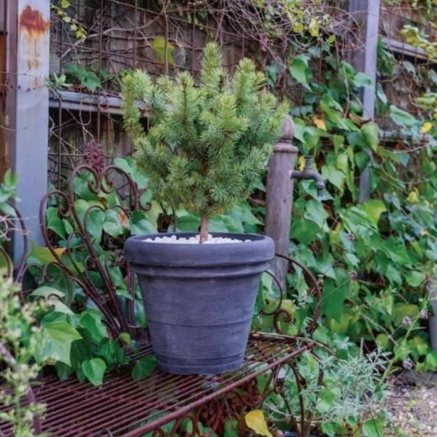 新品　狂鉢　ボルドー 植木鉢 おしゃれ プラスチック 軽い ボルドー M(2色)＜ 40cm 13