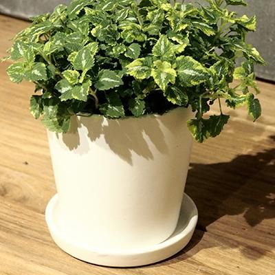 植木鉢 おしゃれ 陶器鉢 オストラウンド＜ 13cm 白 マット ツヤなし