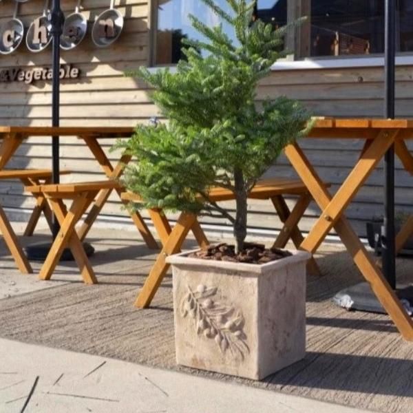オリーブの木 260cm超え プランターつき (植木鉢 おしゃれ 大型 オリーブの木 260cm超え プランターつき (植木鉢 おしゃれ 大型