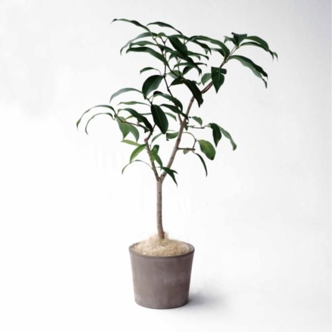 植木鉢 おしゃれ テラコッタ シリンドリコカプチーノM＜ 25cm 8