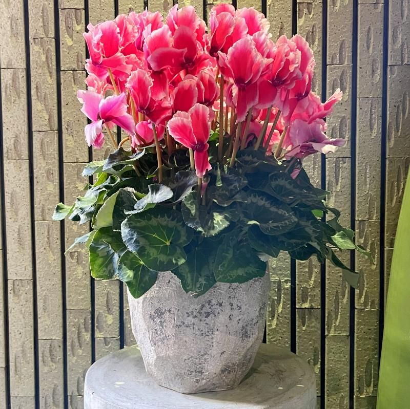 リメイク鉢　24 鉢 コンクリート おしゃれ アンシャルM＜ 24cm 穴あり 植木鉢