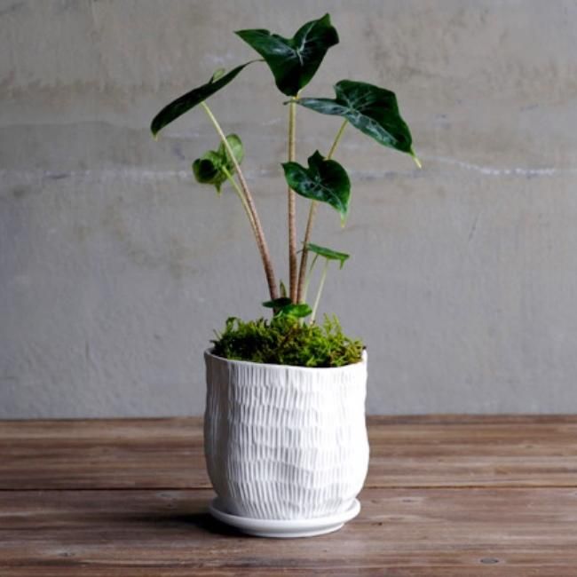 VALIEM グレー陶器鉢 収納袋付き VALIEM グレー陶器鉢 収納袋付き