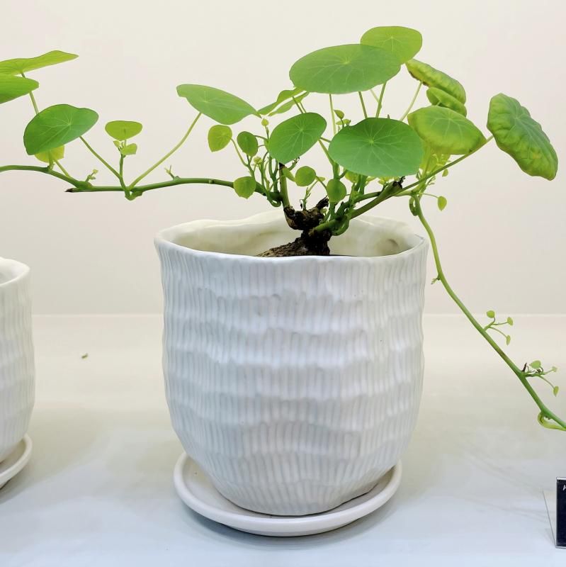 波模様陶器プランター4個セット 受け皿付き 波模様 8号 陶器鉢 4個セット - メルカリ