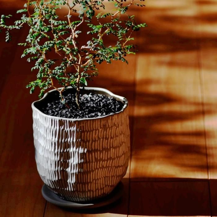 植木鉢 おしゃれ 陶器鉢 ハピL(2色)＜ 16cm 5号 穴あり 受け皿あり