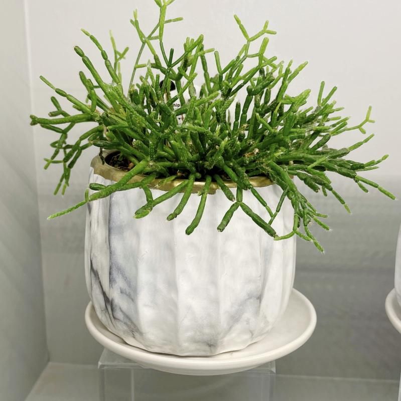 ランキング第1位 盆栽鉢 22.5cm17.0cm7.5cm リベロS(3 陶器鉢 おしゃれ （植木鉢 鉢・プランター