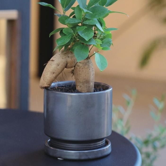 植木鉢 おしゃれ 陶器鉢 ニードルS(3色) 11cm 3.5号 受け皿あり