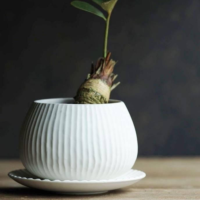 淡い緑色 高脚陶器ボウル 木箱付き Petifam 陶器製 脚付 フードボウル フルーツ レモン: 600｜業務