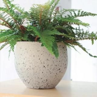 【新品、未使用】荒岩 三ツ足鉢 豆鉢 １２個セット 新品、未使用】荒岩 三ツ足鉢 豆鉢 12個セット 商品一覧