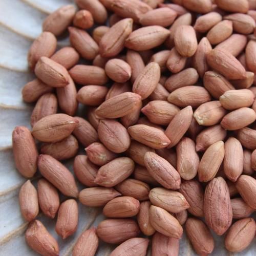 生落花生 - 落花生通販 千葉県産の美味しい落花生専門店【八豆屋 生落花生 - 落花生通販 千葉県産の美味しい落花生専門店【八豆屋