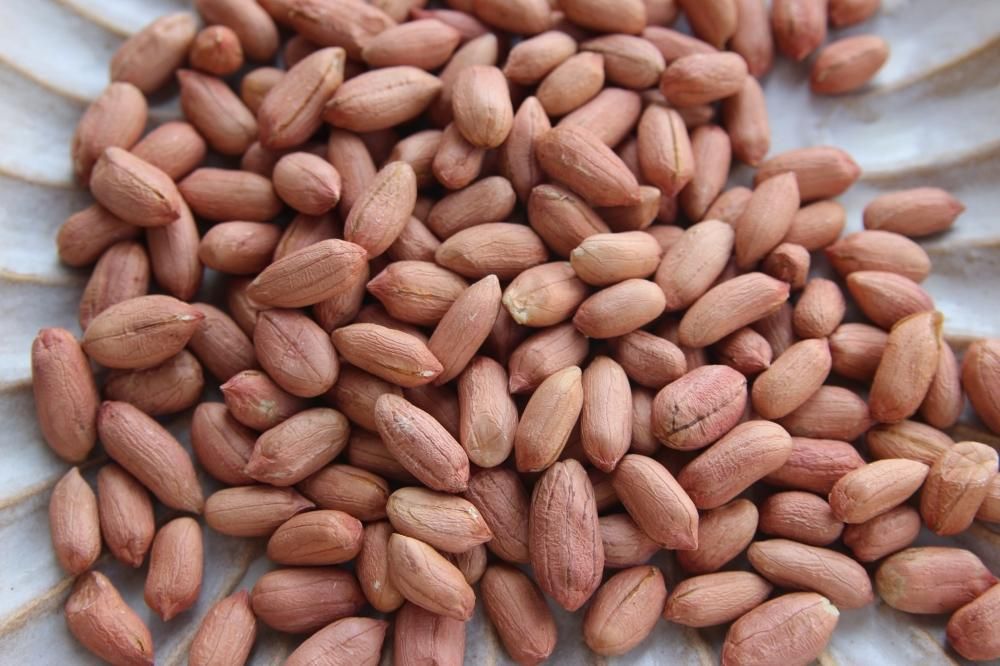 ナカテユタカ 生落花生250g 八街産 落花生通販 千葉県八街産の美味しい落花生専門店 八豆屋商店