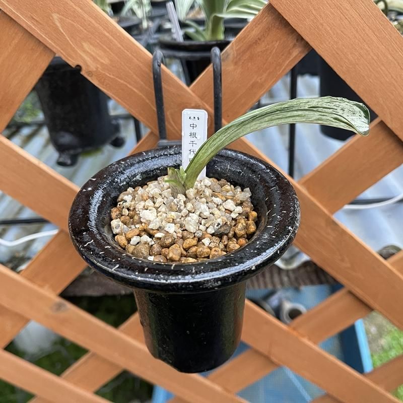 那須五葉松　山木　山採り　古木　大品盆栽　五葉松　黒松　赤松　真柏 立派すぎる】かっこいい五葉松盆栽☆ 黒松 赤松 真柏 杜松