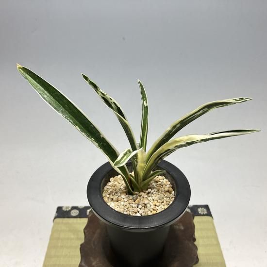 獅子おもと - 田哲園・万年青おもとのお店