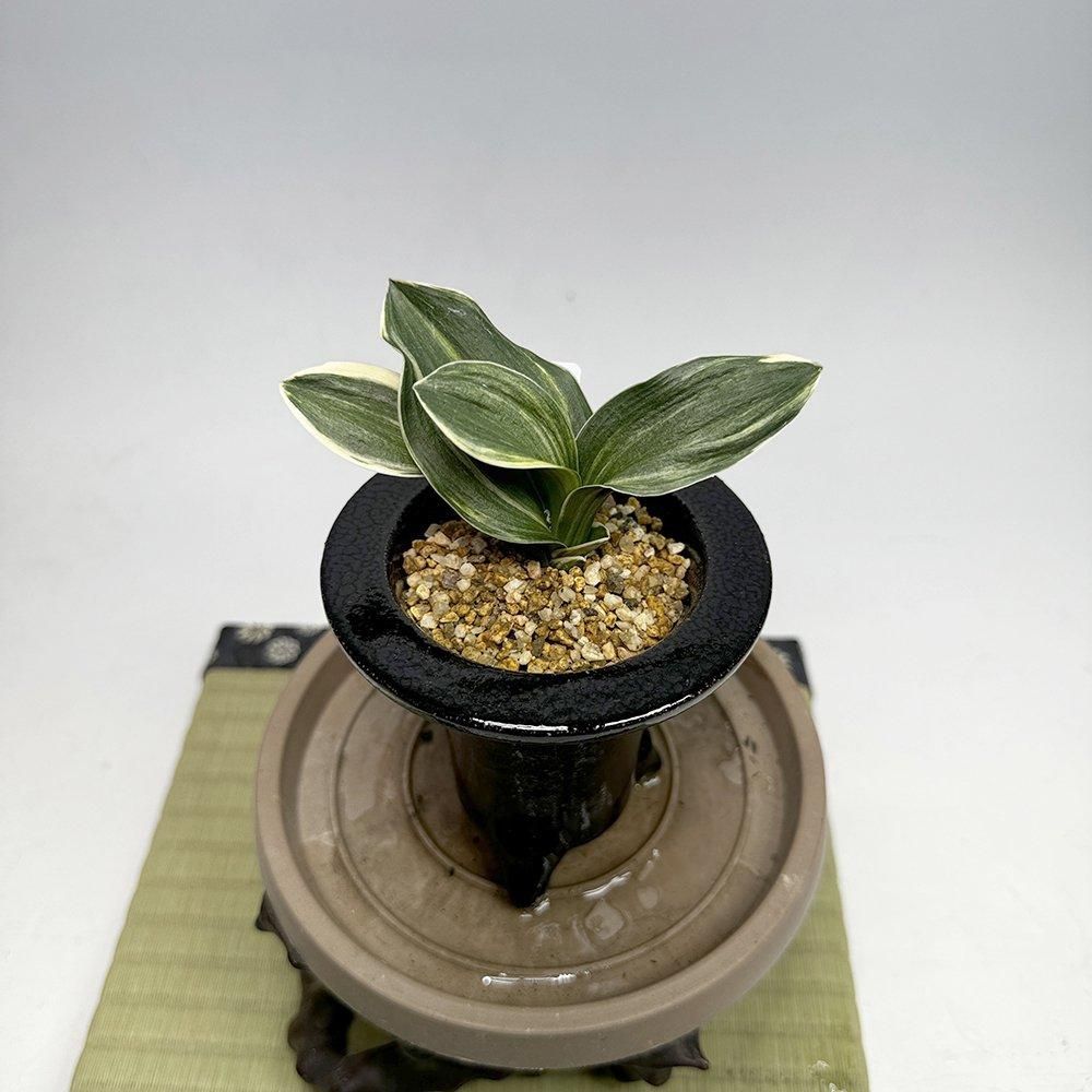 r34 萬風(まんぷう)【縞覆輪🌱】【2才苗】 - 田哲園・万年青