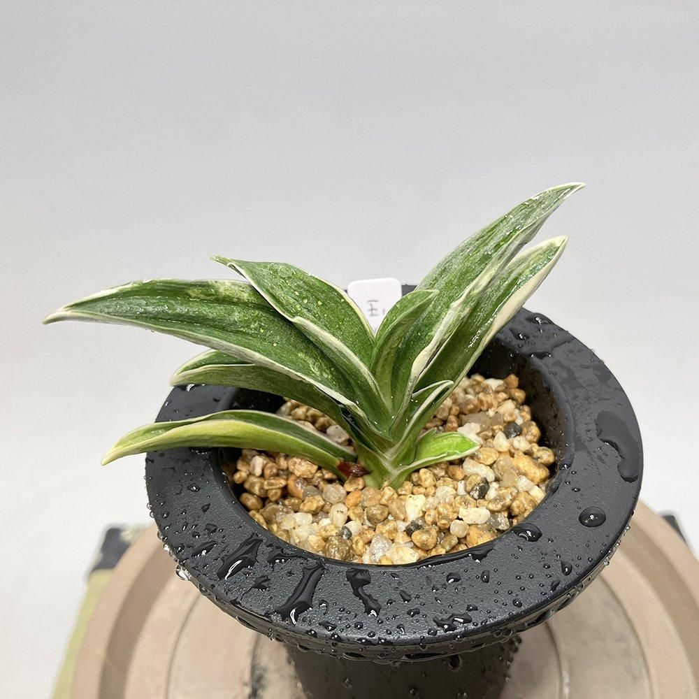 r38 玉輝冠の図(ぎょっきかんのず)【図は少し🌱】【3才
