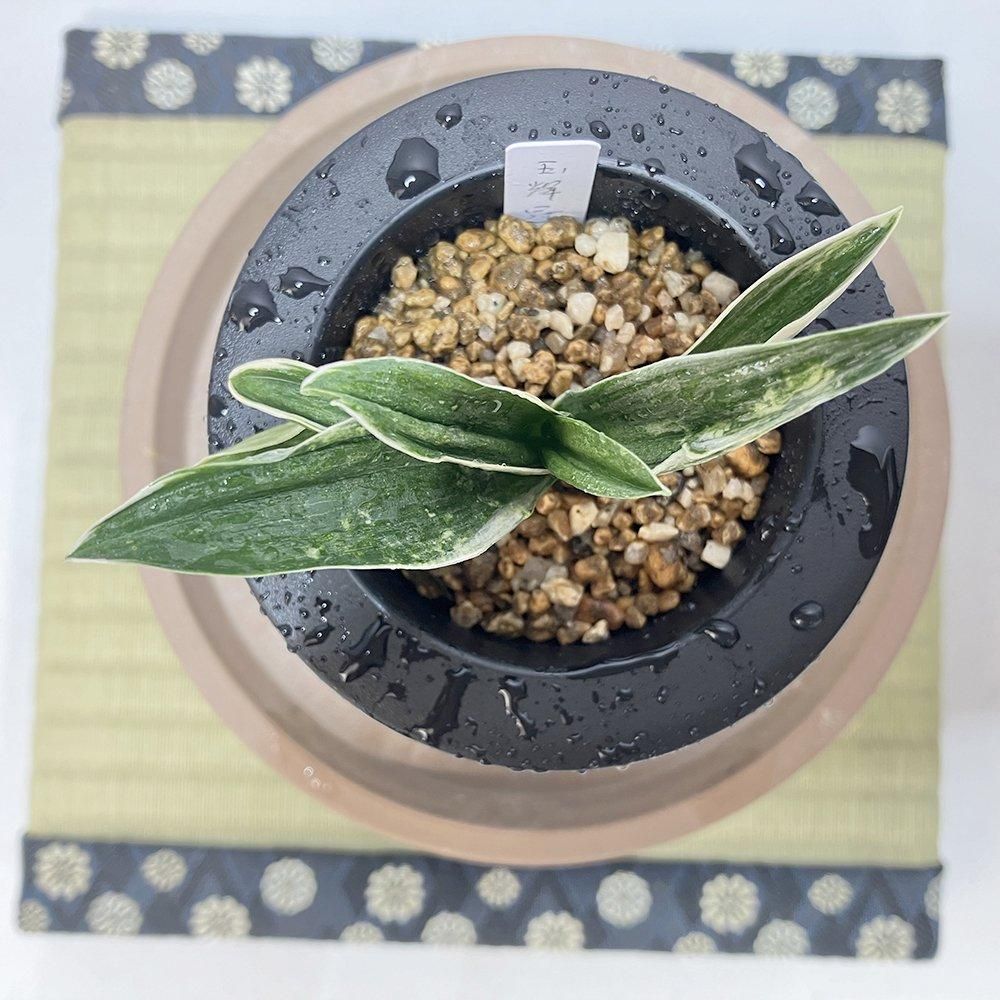 r38 玉輝冠の図(ぎょっきかんのず)【図は少し🌱】【3才