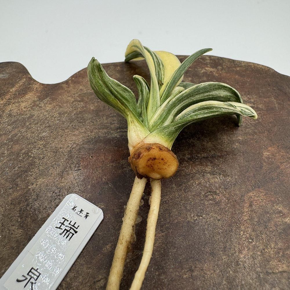 r43 瑞泉(ずいせん)【縞覆輪最上柄🌱】【2才苗】 - 田哲園 r43 瑞泉(ずいせん)【縞覆輪最上柄🌱】【2才苗】 - 田哲園