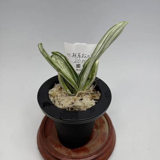 万年青（おもと）の販売ページ③