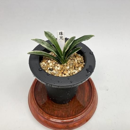 玉輝冠と王朝 2品