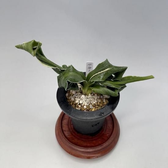 万年青（おもと）の販売ページ③