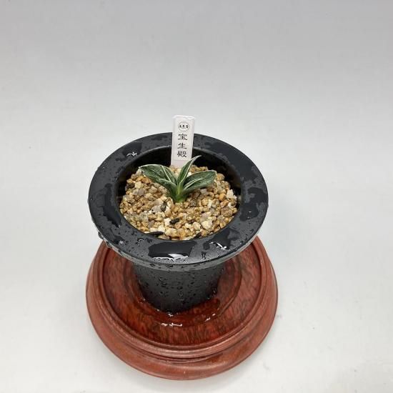 
r106 (ۤǤ)<br>ںA🌱<br>ڰȴġ