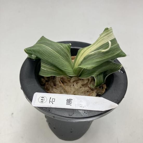 薄葉系 - 田哲園・万年青おもとのお店