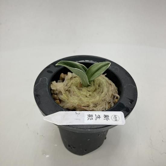 万年青　根岸の松　斑入と小型　羅紗系万年青　保湿あり　ぬき苗発送 万年青 根岸の松 斑入と小型 羅紗系万年青 保湿あり ぬき苗発送