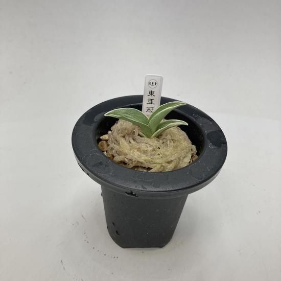 ◉羅紗万年青 力和 親木 O-1 万年青 羅紗 「力和」 上木 1本立ち - 蘭