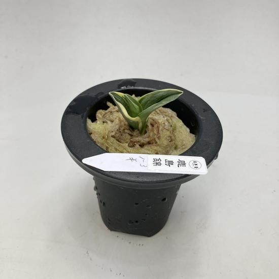 羅紗系 - 田哲園・万年青おもとのお店