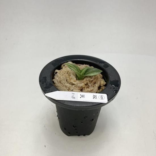 
r5 ŷμ(Ƥ)<br>ڼʤΤߡʤصʤ🌱<br>ڰ᤭ġ