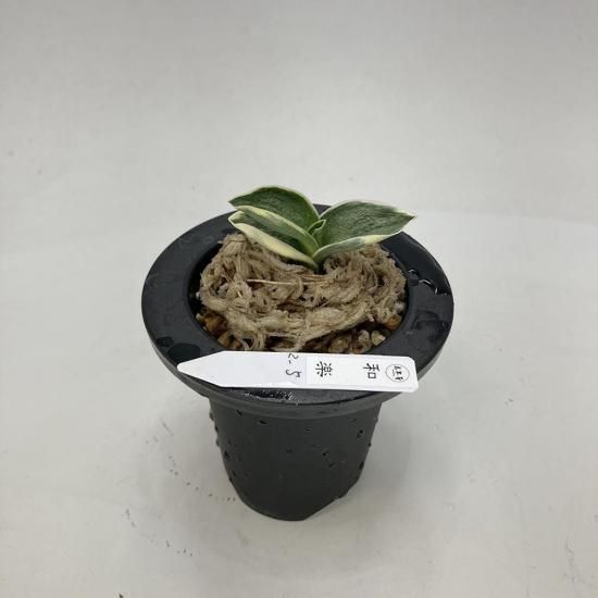 羅紗系 - 田哲園・万年青おもとのお店