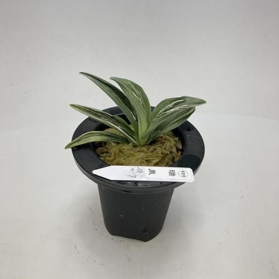 商品検索 - 田哲園・万年青おもとのお店