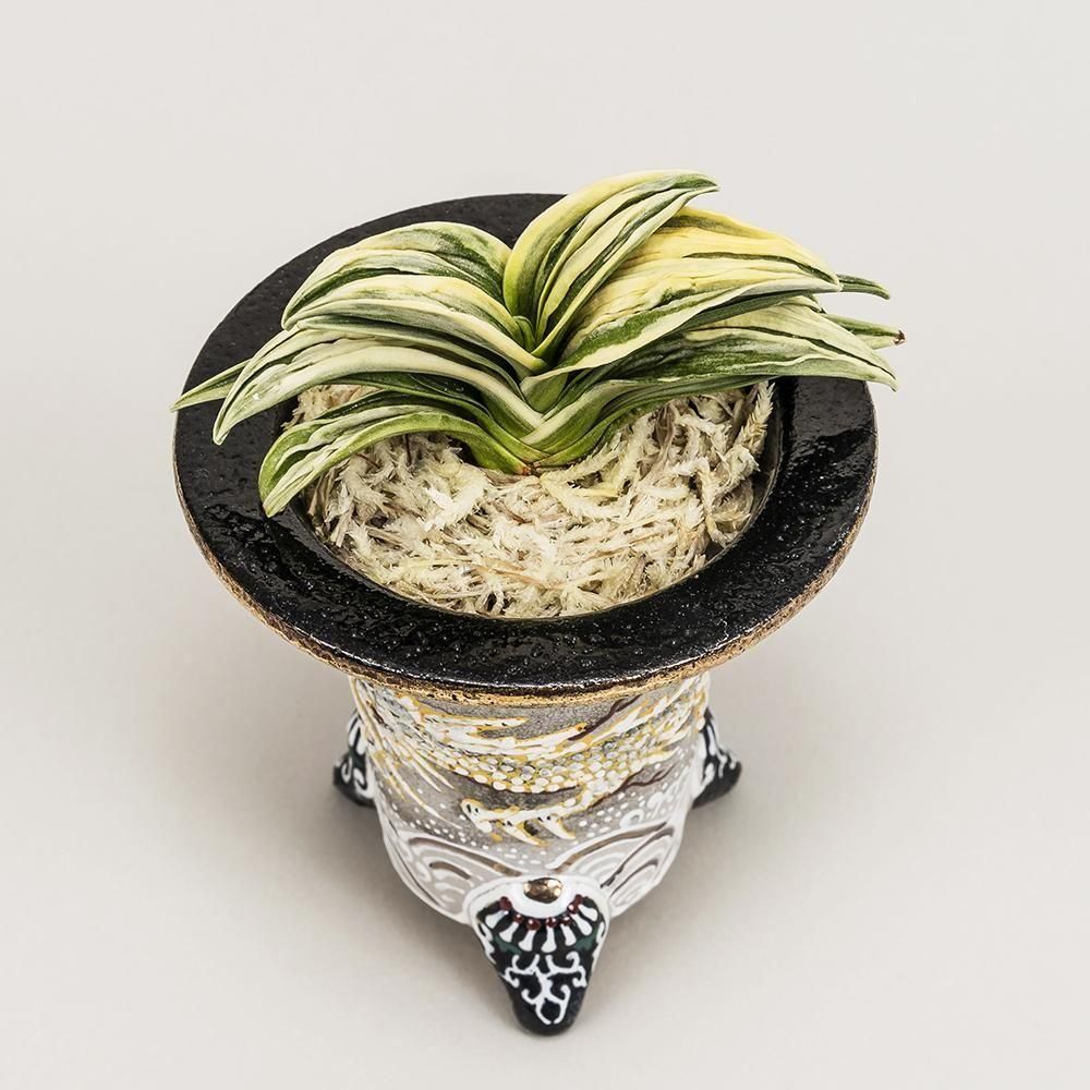 r8 泰斗(たいと)【デモ+縞🌱】【芋吹き苗】 - 田哲園・万年青おもとのお店