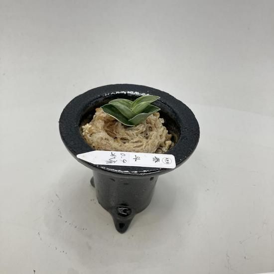羅紗系 - 田哲園・万年青おもとのお店