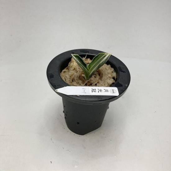 羅紗系 - 田哲園・万年青おもとのお店