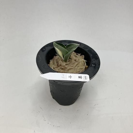 ◉羅紗万年青 力和 親木 O-1 万年青 羅紗 「力和」 上木 1