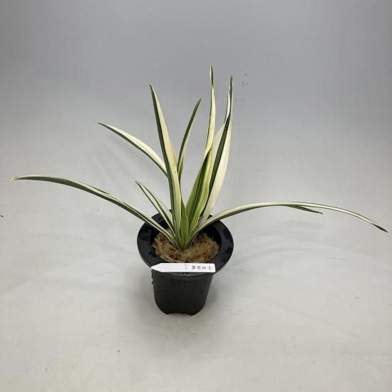 
u2 ŷī(Ƥ礦)<br>ʤءԤ🌱<br>2ġ