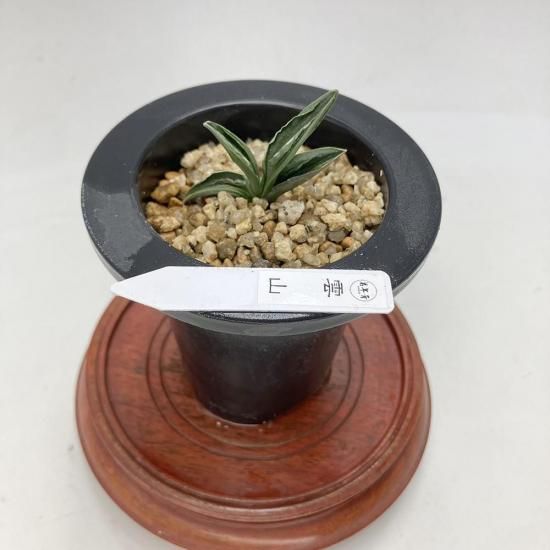 羅紗系 - 田哲園・万年青おもとのお店