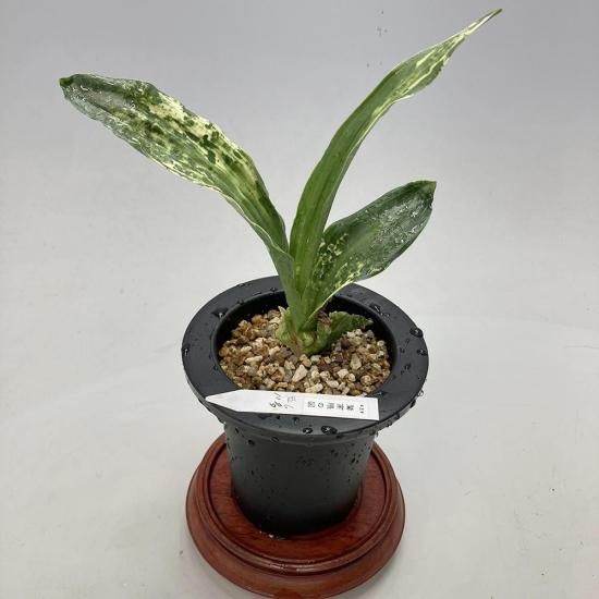 
o1 ɹⷨο(路ޤΤ)<br>ڹⷨ+🌱<br>ڼ֤ꡩ