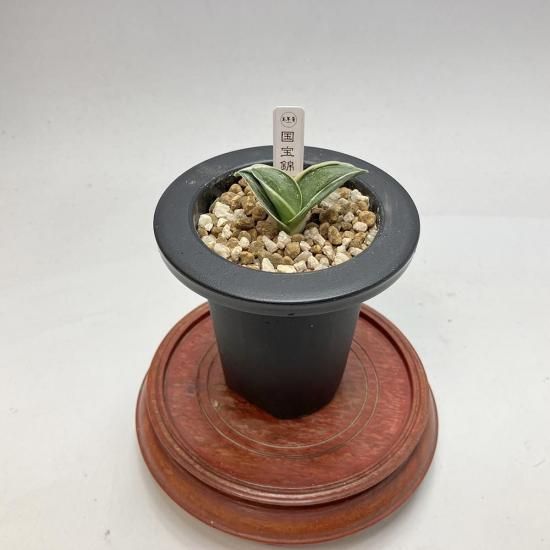 ◉羅紗万年青 力和 親木 O-1 万年青 羅紗 「力和」 上木 1本立ち - 蘭