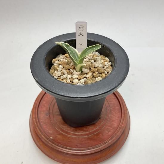 
r14 (ޤ)<br>ںաѤäϹ礤🌱<br>ڰ᤭ġ