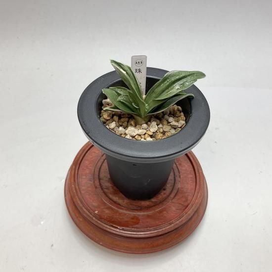 
r15 (ۤ)<br>ڤ󤰤귿ɤʤ🌱<br>2ġ